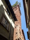 Guinigi tower, Lucca, Italy Royalty Free Stock Photo